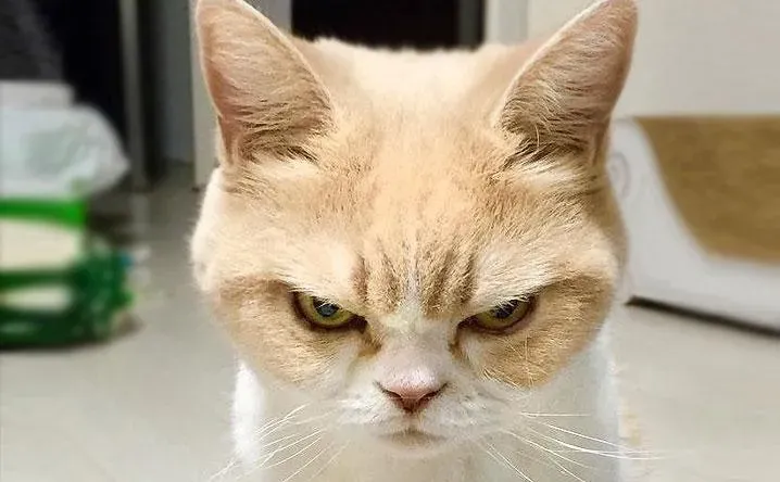 angry cat face meme 27