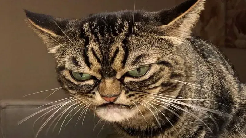 angry cat face meme 30