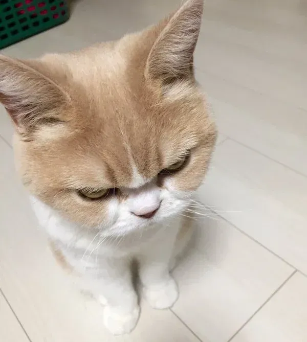 ảnh mèo cute meme giận dỗi 8