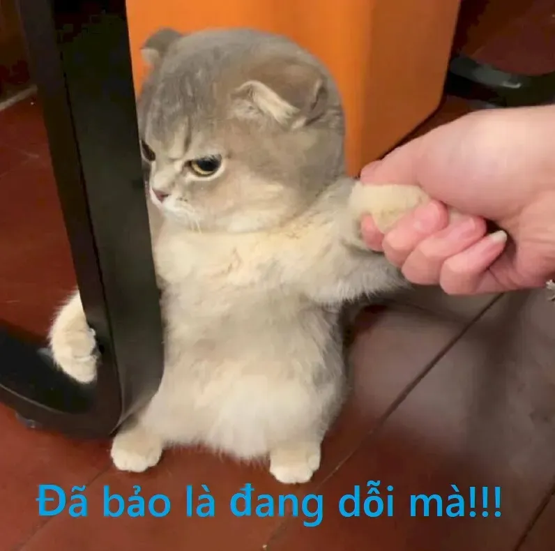 ảnh mèo cute meme giận dỗi 9