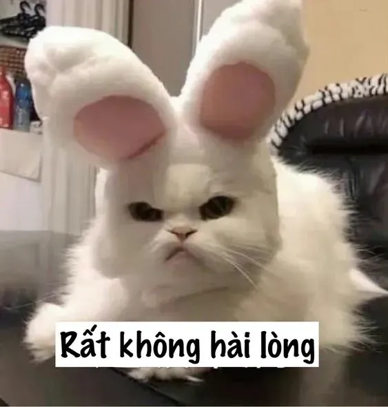 ảnh mèo cute meme giận dỗi 10