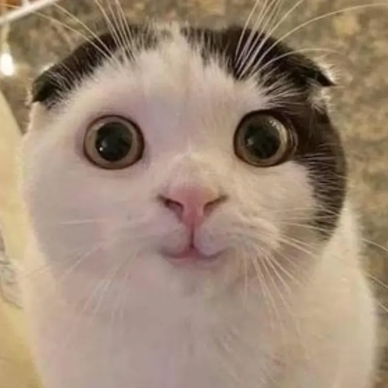 cat face meme 2