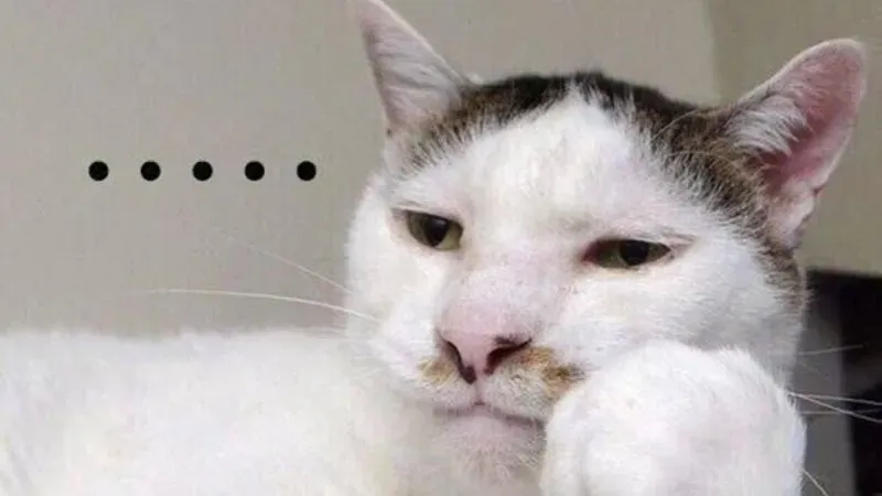 cute meme mèo bựa 26