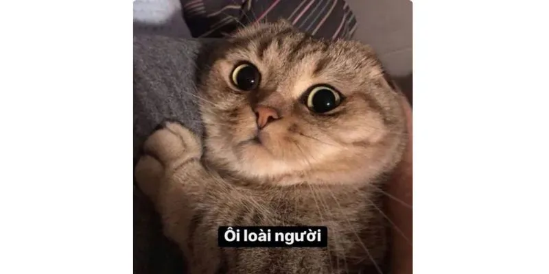 cute meme mèo bựa 27