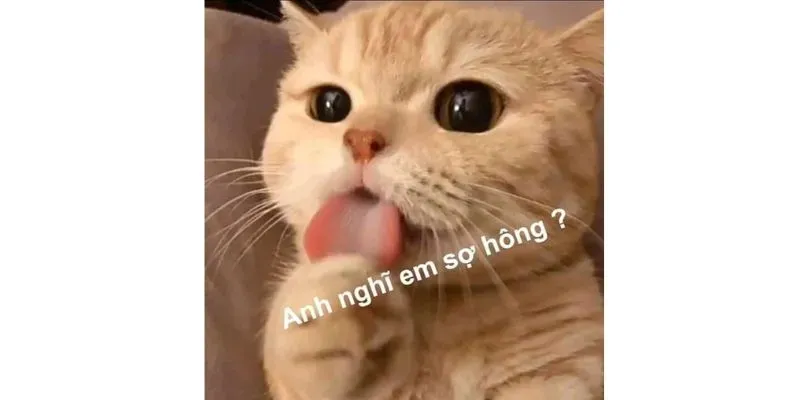 cute meme mèo bựa 28