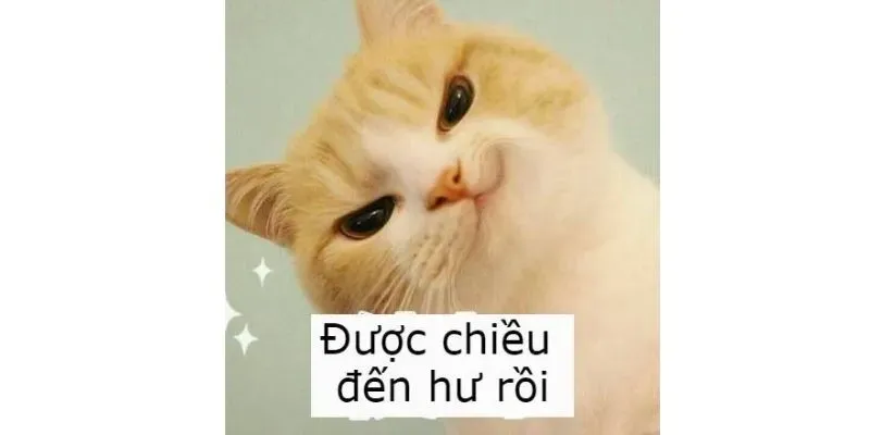 cute meme mèo bựa 29