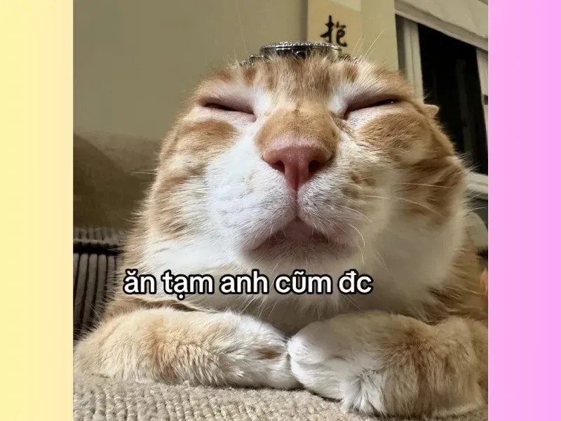 cute meme mèo bựa 30