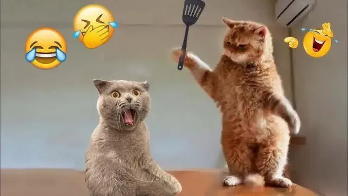 face cat meme face 13