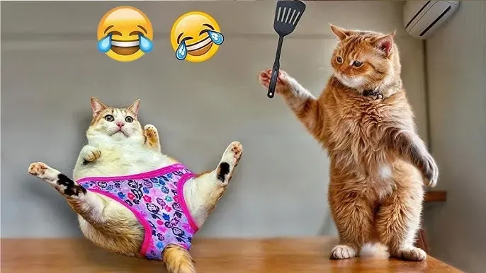 face cat meme face 14