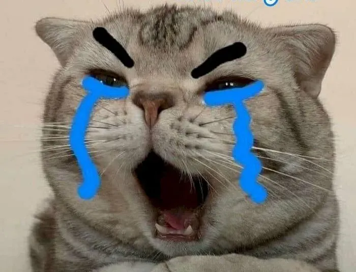 há mồm cute meme mèo cười 14