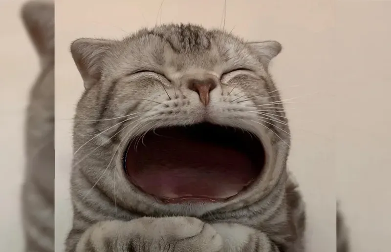 há mồm cute meme mèo cười 15