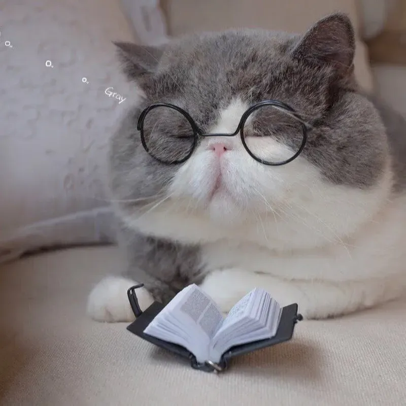 hình mèo meme cute 16