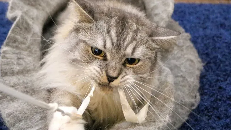 hình mèo meme cute 18