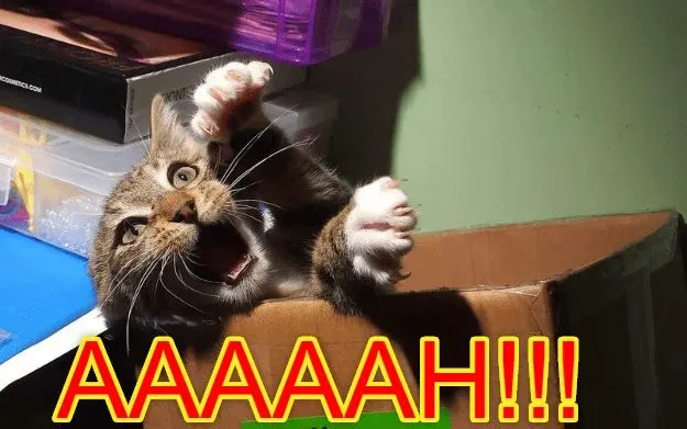 meme cats funny faces 7