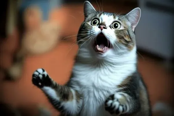 meme cats funny faces 8