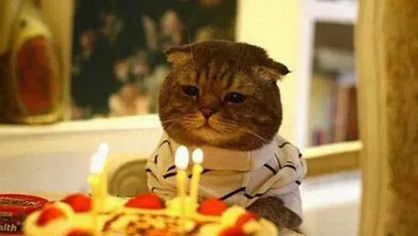 meme chúc mừng sinh nhật cute 1