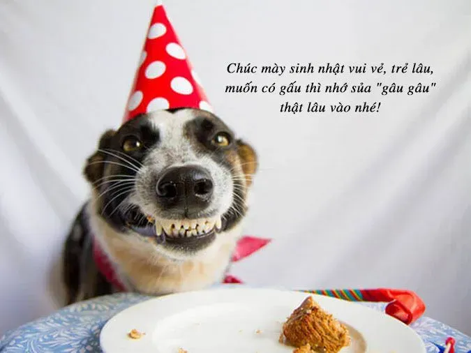 meme chúc mừng sinh nhật cute 2