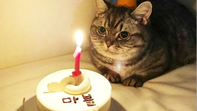 meme chúc mừng sinh nhật cute 4