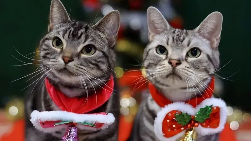 meme mèo noel cute 39