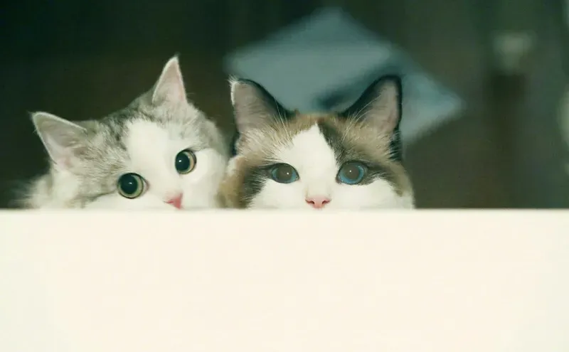 meme ngộ nghĩnh ảnh mèo cute 1