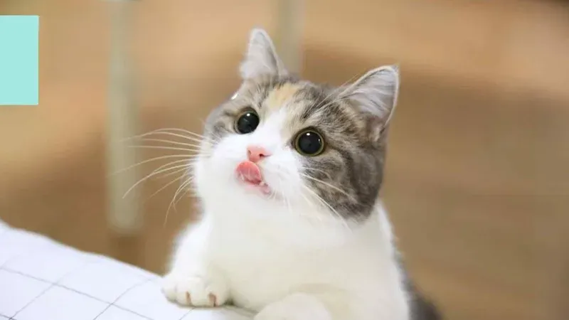 meme ngộ nghĩnh ảnh mèo cute 2