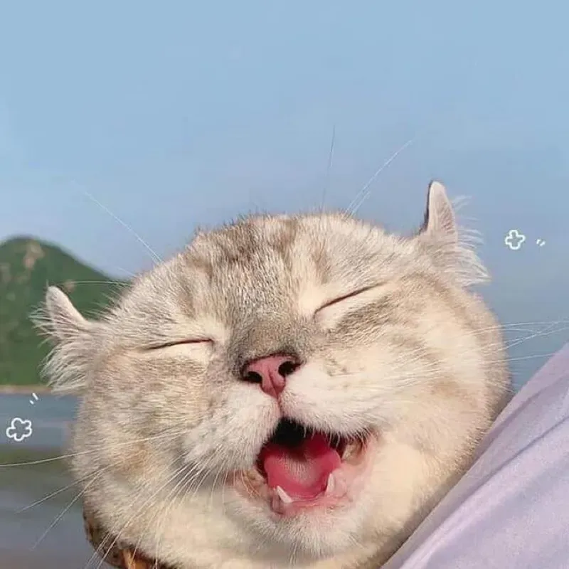 meme ngộ nghĩnh ảnh mèo cute 5