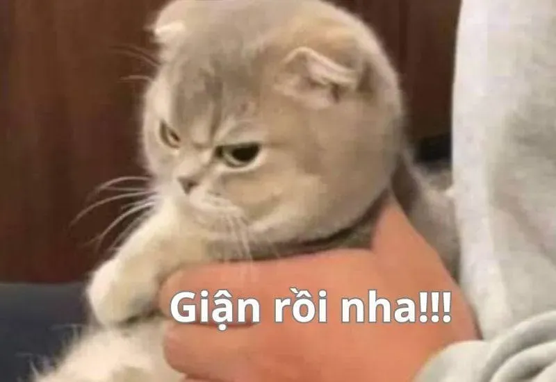 meme tức giận cute 17
