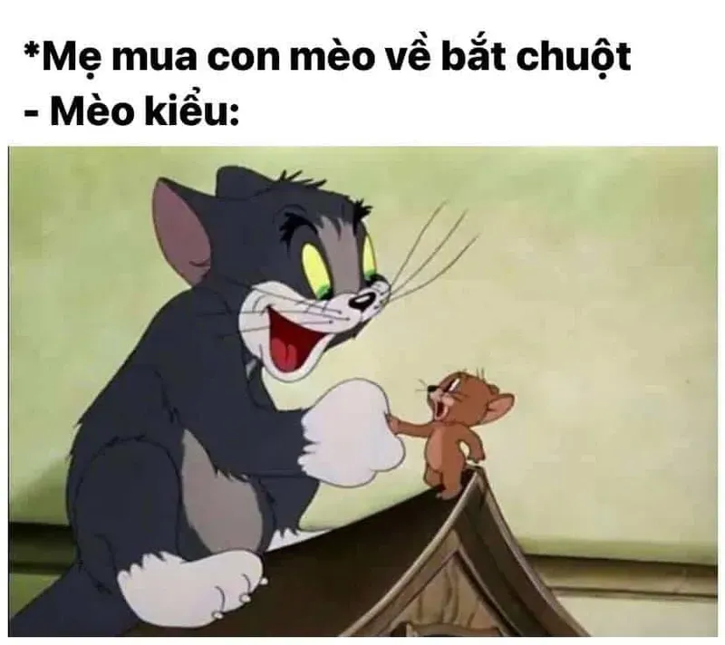 mèo tom meme face 35