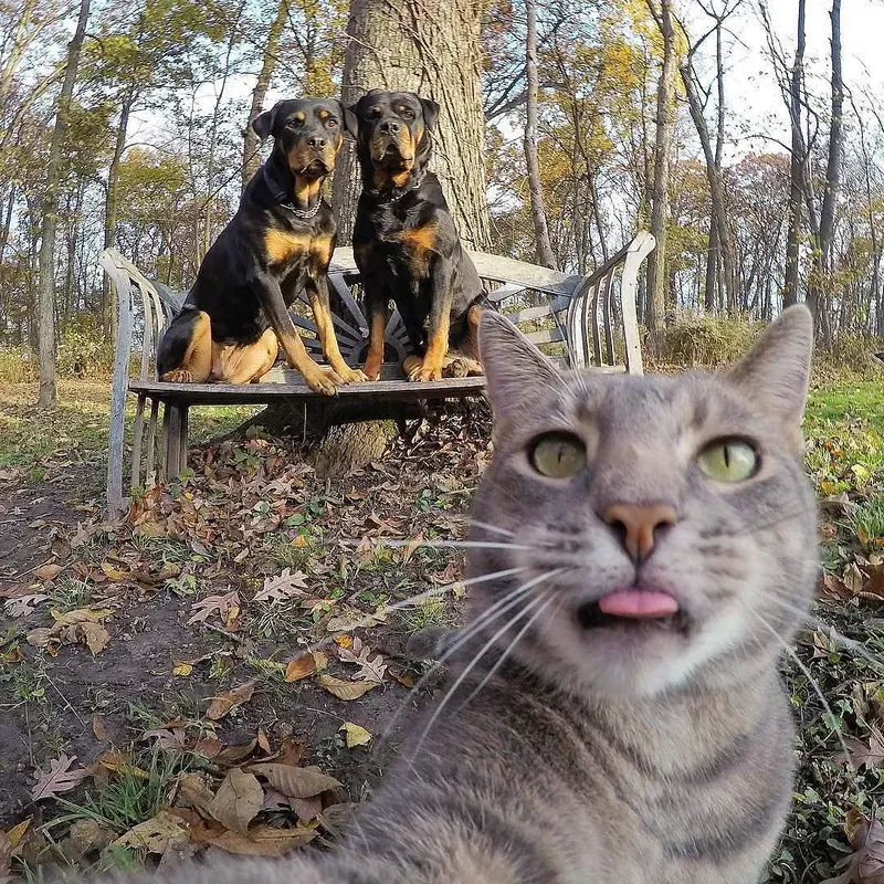 reaction cat meme face 22