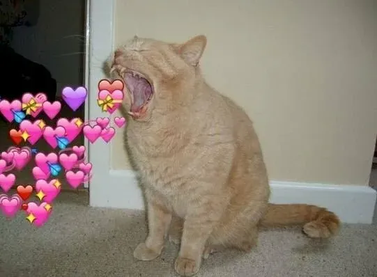 trái tim meme mèo cute 22