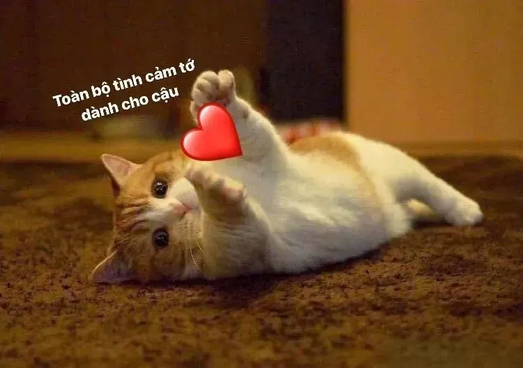 trái tim meme mèo cute 23