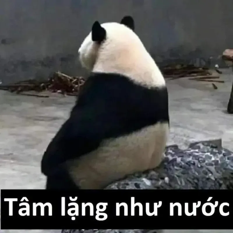 troll face meme gấu trúc bựa weibo 6