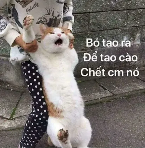 tức giận ảnh meme dỗi mèo cute 31