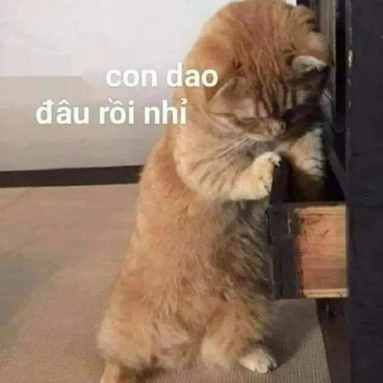 tức giận ảnh meme dỗi mèo cute 34