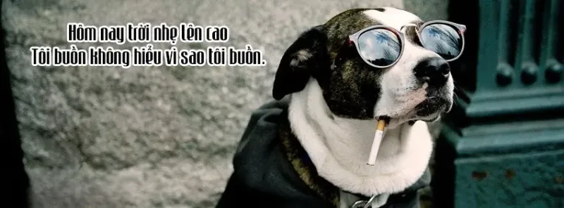 Ảnh bìa facebook với meme vui nhộn