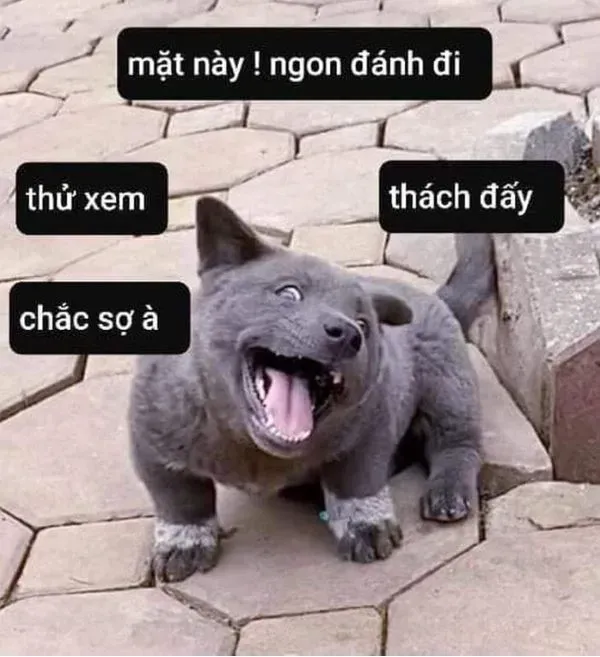 Những meme faces hot nhất trên mạng xã hội hiện nay