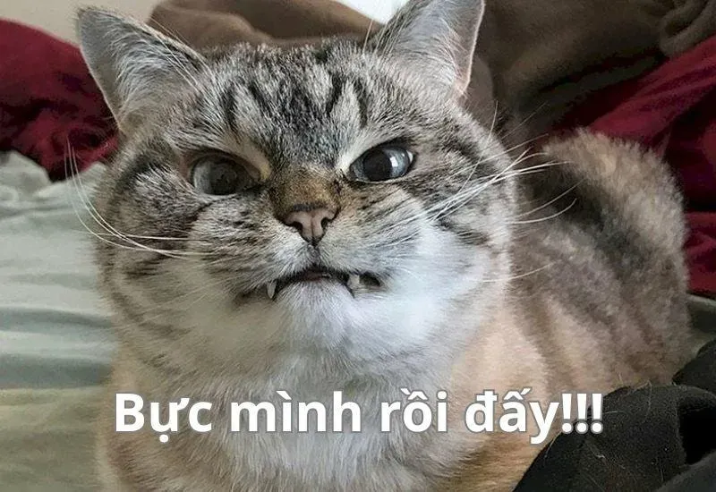 Biểu cảm mewing face meme cực chất